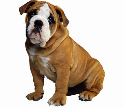 狗狗托运流程 国内托运有关条例