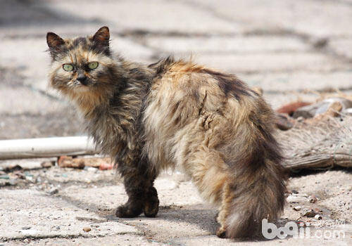 给流浪猫一个家