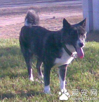 大瑞士山地犬体味程度 该犬体味较轻