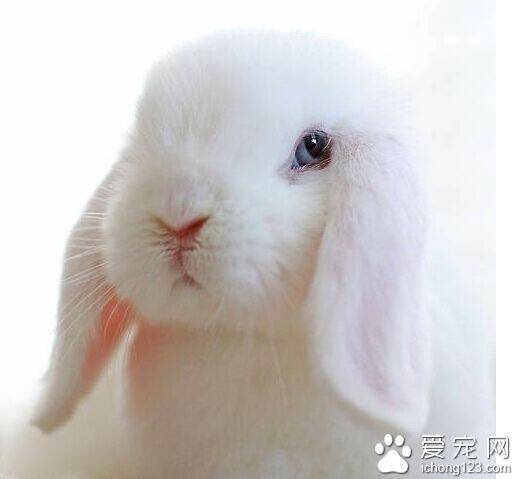 荷兰垂耳兔能长多大 体长40cm左右