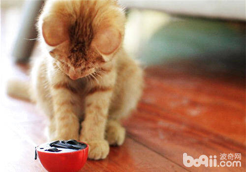 猫咪厌食不吃东西怎么办？