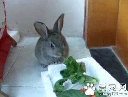 兔子一天吃 夜晚是兔最活跃的时候