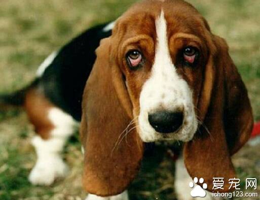 小狗吃多了  比较严重的话要及时送医院