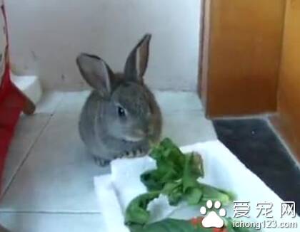 兔子一般吃什么草 兔粮不能无限量喂食