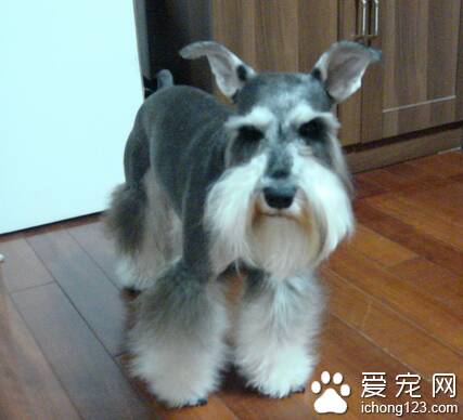 雪纳瑞有体臭吗 注意耳垢的清理