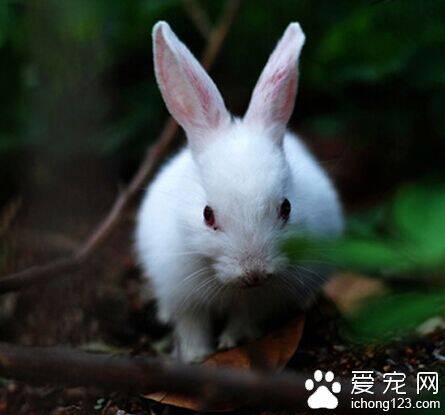兔子吃地瓜 红薯叶子兔子可以吃食