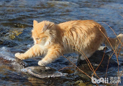 猫咪到底怕不怕水