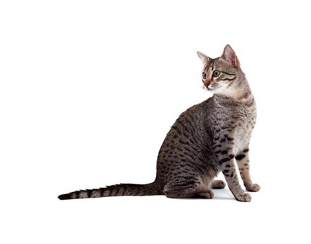 埃及猫品种介绍及特点介绍
