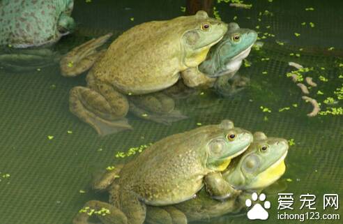 牛蛙蝌蚪养殖  牛蛙蝌蚪适应能力比较差
