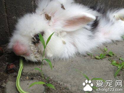 兔子吃什么野草 确定没枯萎且不含农药