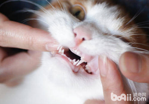 猫咪换牙的注意事项