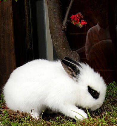 兔子应该怎么喂养 生果不主张给兔子吃