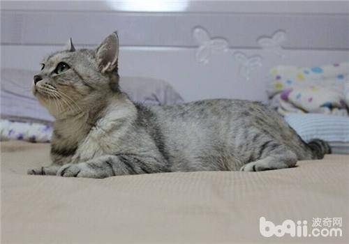 猫草与猫薄荷之间有哪些区别