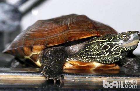 中华草龟能长多大？中华草龟寿命多长？