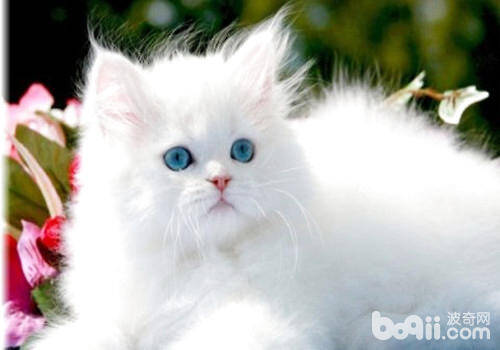 白色波斯猫的价格是多少？