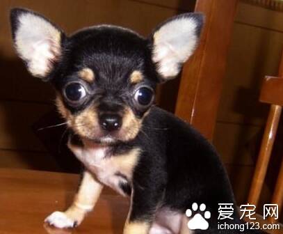 小吉娃娃怎么养 预防注射非常重要