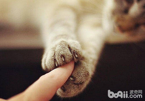 在给猫咪剪指甲前要做哪些准备？