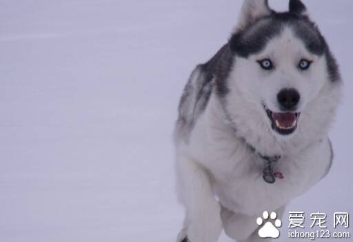 雪橇狗多少钱 不同地区的它的价格不同