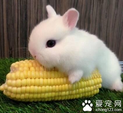 兔子能吃香蕉吗 水果含有一定的甜度