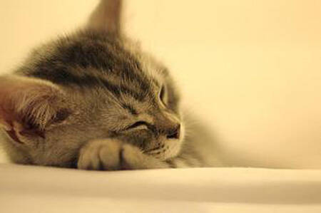 猫为什么爱睡觉 是人睡眠时间的两倍