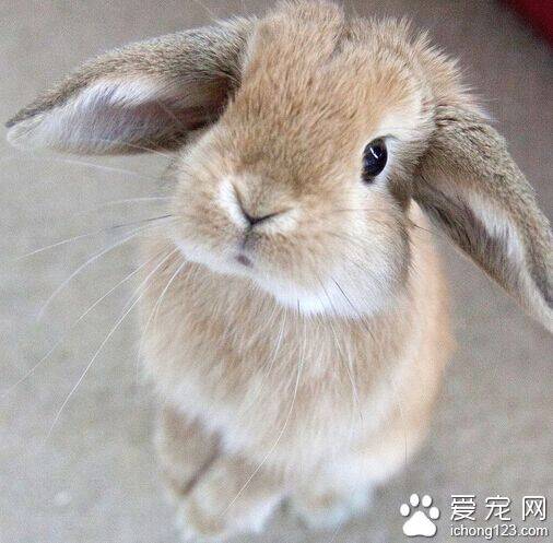 荷兰垂耳兔吃什么 幼兔饲定时定量少量多餐