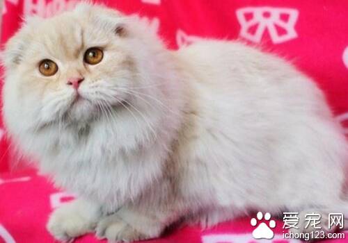 高地折耳猫饲养 需要你的细心呵护