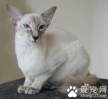 巴厘猫能长多大 它的体型比较纤细