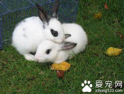 兔子能吃什么草 淀粉含量过高食物少吃