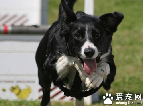 犬瘟热晚期 犬瘟热晚期对狗狗是致命的