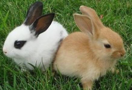 兔子吃不饱 要给兔兔准备磨牙棒