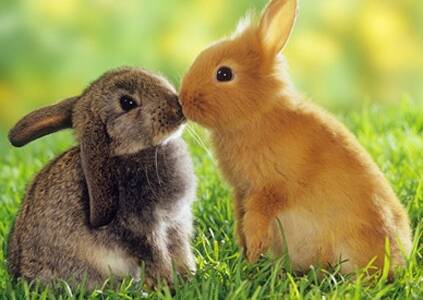兔子吃什么牧草好 鲜草需要清洗和晾晒