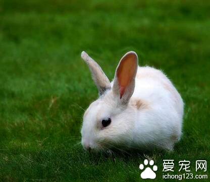 兔子不能吃的草 有些草和菜不能喂兔