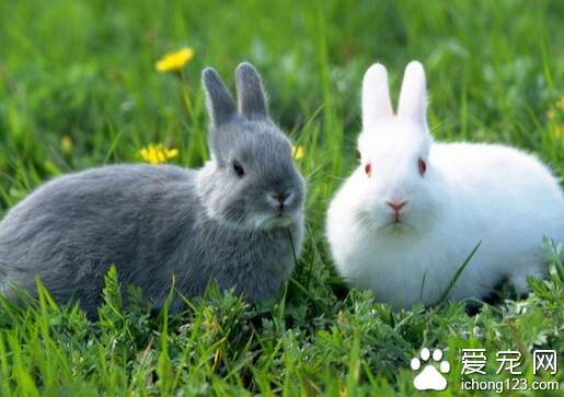 宠物兔饲养  不同种的宠物兔饲养也不同
