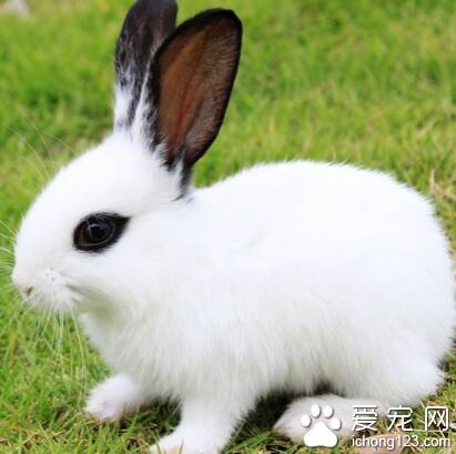 喂兔子吃什么 兔子是草食性动物