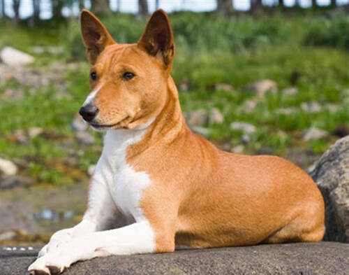 巴仙吉犬哪里卖   宠物市场或宠物店