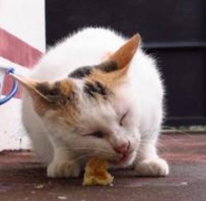 猫如何喂食 幼猫对营养的需求量很大