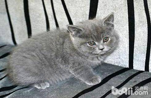 英国短毛猫吃什么猫粮好？英短幼猫猫粮选择