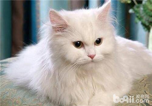 猫咪足部护理的方法