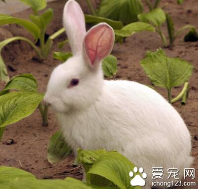 幼兔吃什么 宠物兔是素食主义者