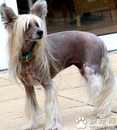 冠毛犬的日常护理 长毛品种的毛发易打结