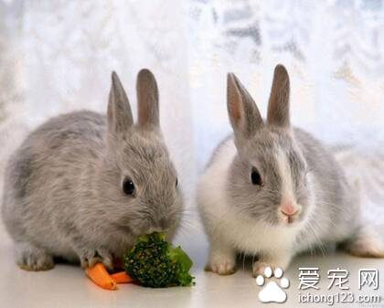 兔子吃的干草 干草有助于兔兔磨牙
