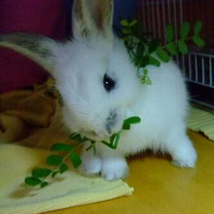 兔子怎么养才不臭 吃除臭兔粮和牧草