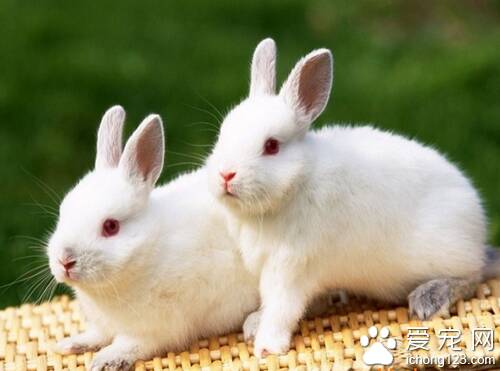 怎么养兔 养好兔子的关键是饮食和卫生
