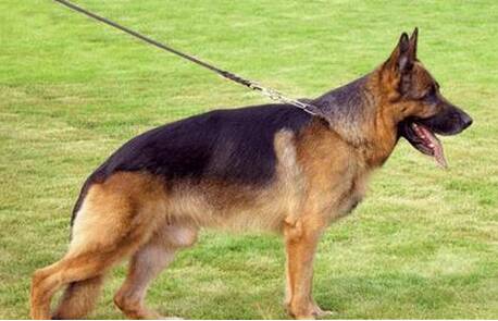 德国黑贝怎么养 一般黑贝饲养起来并不难