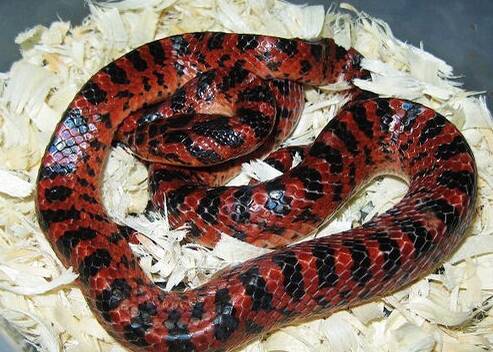 赤练蛇如何家养 赤练蛇最好养在饲养箱中