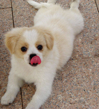 狗身上有蜱虫  如何防范