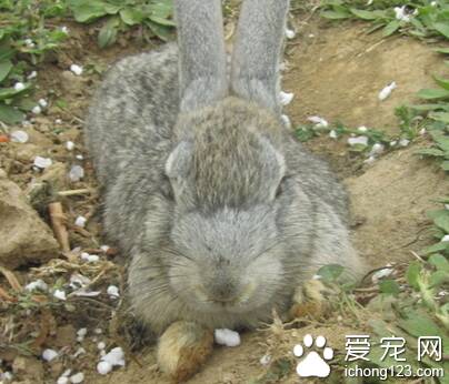 怎么喂兔子 不能喂人吃的零食