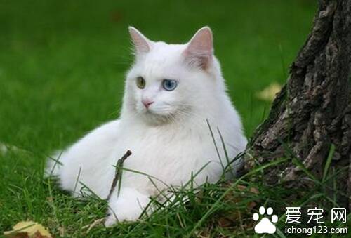 狮猫怎么养 狮猫饲养起来既不简单也不难