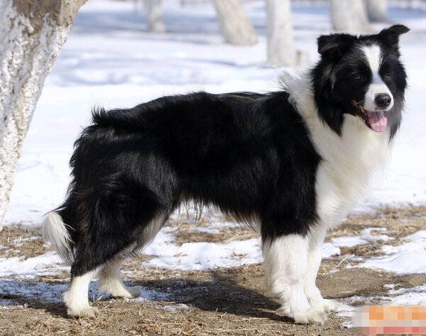 边境牧羊犬吃什么狗粮好？ 搭配好营养又健康