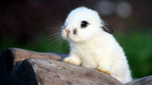 侏儒海棠兔能长多大  成年之后1.2KG左右